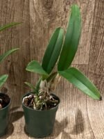 Yamadara Redland Sunset (3.5” Pot) - Image 3