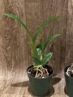 Yamadara Redland Sunset (3.5” Pot) - Image 4