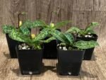 IN SPIKE Paph. acmodontum x argus (3.5" pot) - Image 2