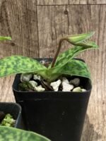 IN SPIKE Paph. acmodontum x argus (3.5" pot) - Image 6