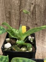 IN SPIKE Paph. acmodontum x argus (3.5" pot) - Image 7