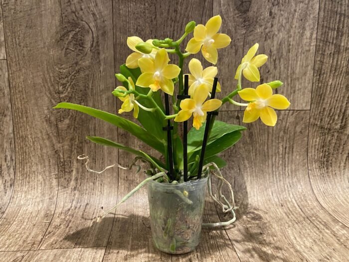 Fragrant - Phalaenopsis Lemon Drop 3 Spikes (3” pot) - Image 3