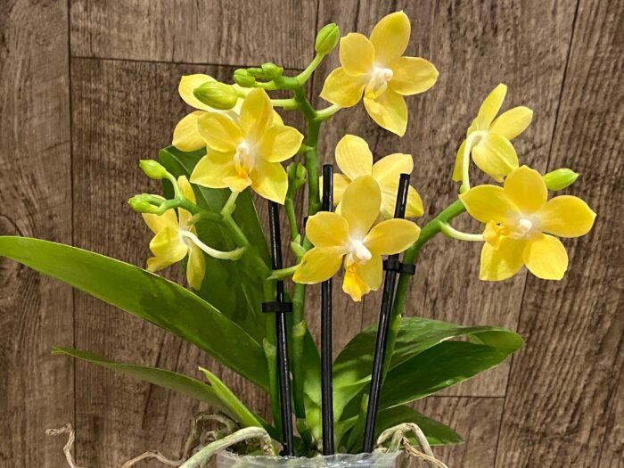Fragrant - Phalaenopsis Lemon Drop 3 Spikes (3” pot) - Image 5