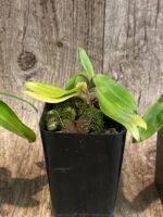 Paph. spicerianum 'Green Hat' x self (2" pot) - Image 6