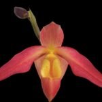 In Spike Phragmipedium EricYoung(3.5” pot)