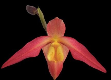 In Spike Phragmipedium EricYoung(3.5” pot)