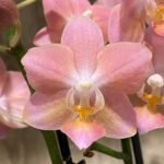 Double Spikes  Fragrant Phalaenopsis  Novelty lost tag (3.5" pot)