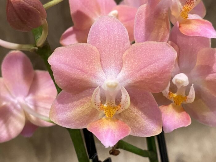 Double Spikes  Fragrant Phalaenopsis  Novelty lost tag (3.5" pot) - Image 1