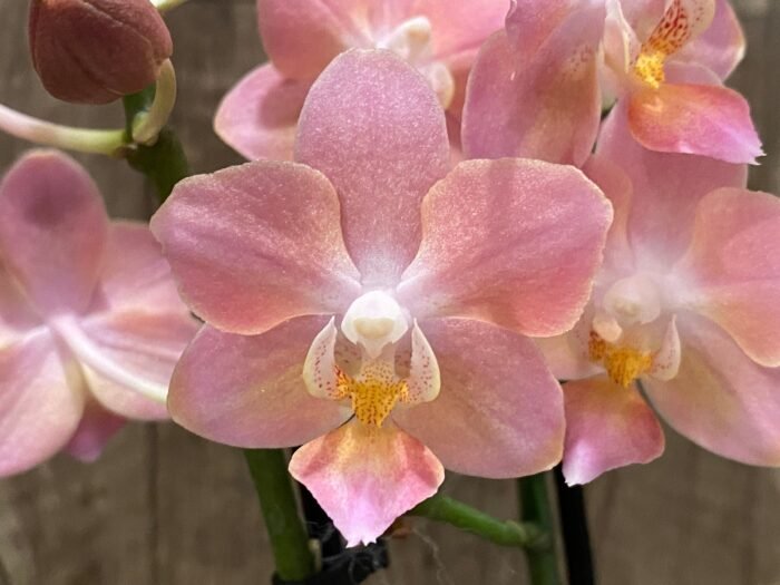 Double Spikes  Fragrant Phalaenopsis  Novelty lost tag (3.5" pot) - Image 3