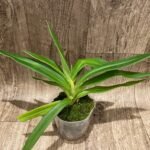 Phrag. kovachil 'Ken's Best' x Priscilla's Pirouette 'LeNguyen's Cutie' (4.5" pot)