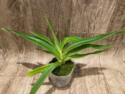 Phrag. kovachil 'Ken's Best' x Priscilla's Pirouette 'LeNguyen's Cutie' (4.5" pot)