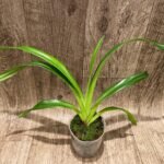 Phragmipedium boissierianum x Carmine 'Ken Wilson' (4.5" pot)