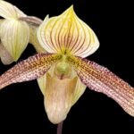 Paphiopedilum sukhakulii × roebelenii Multi Growths (5.5” Pot)