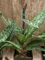 In Spike - Paph. Supersuk ‘Eureka’ AM/AOS x (Raisin Pie ‘Hsinying’) x sib (3.5” Pot) - Image 5