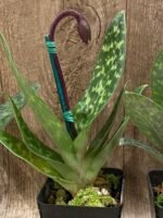 In Spike - Paph. Supersuk ‘Eureka’ AM/AOS x (Raisin Pie ‘Hsinying’) x sib (3.5” Pot) - Image 7