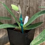 In Spike  Paph. Bellatulum 'Gomatizer x Smile of Magician' x In Charm Gold 'VS1' (3.5" pot)