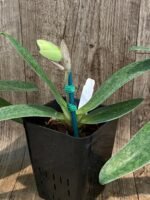 In Spike  Paph. Bellatulum 'Gomatizer x Smile of Magician' x In Charm Gold 'VS1' (3.5" pot)