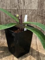 In Spike  Paph. Bellatulum 'Gomatizer x Smile of Magician' x In Charm Gold 'VS1' (3.5" pot) - Image 3