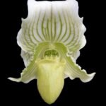 Paph. fairrieanum f. album x sibling (2” pot)