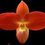 In Spike/ Bloom  - Phrag. besseae x sib (leaves have some scratches due to fallen off from the shelf) (4.5" pot)