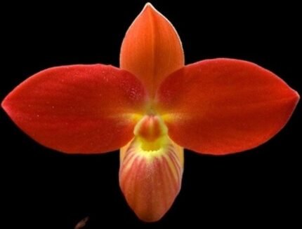 In Spike/ Bloom  - Phrag. besseae x sib (leaves have some scratches due to fallen off from the shelf) (4.5" pot)