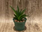 Tolumnia Jairak Firm ‘Orange Spread’ (3” Pot) - Image 3