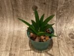 Tolumnia Jairak Firm ‘Orange Spread’ (3” Pot) - Image 4