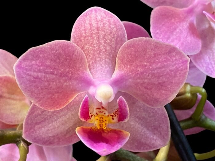 Double Spikes Fragrant Phalaenopsis I-Hsin Golden Tangerine Ice (3.5" pot) - Image 1