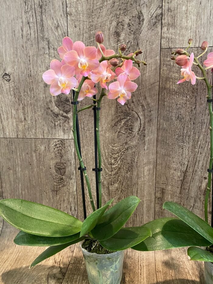 Double Spikes  Fragrant Phalaenopsis  Novelty lost tag (3.5" pot) - Image 7