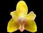 Double Spikes Phalaenopsis Dtps. Fuller’s Sunset ‘Peloric’ (3.5" pot)