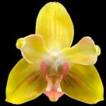 Double Spikes  Phalaenopsis  Dtps. Fuller’s Sunset ‘Peloric’ (3.5" pot)