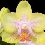 Double Spikes  Phalaenopsis 'Buttercream' (3.5" pot)