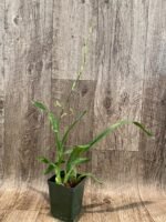 IN SPIKE - Ondontocidium Rex’s Luck ‘Firefly’ (3.5” pot) - Image 6