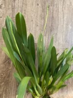 DOUBLE SPIKE - Wilsonara Brown Butter (3.5” Pot) - Image 2