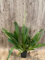 DOUBLE SPIKE - Wilsonara Brown Butter (3.5” Pot) - Image 3