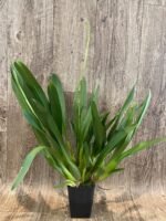 DOUBLE SPIKE - Wilsonara Brown Butter (3.5” Pot) - Image 4