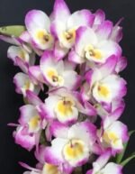 Fragrant - Dendrobium Gold Diamond (4” pot)