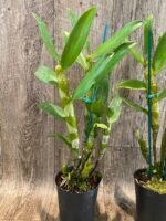 Fragrant - Dendrobium Gold Diamond (4” pot) - Image 4