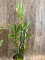 Fragrant - Dendrobium Gold Diamond (4” pot) - Image 5