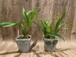 Prosthechea cochleata (3.5” pot) - Image 4