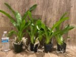 Grammatophyllum (Tiger Paw x scriptum ‘Citrinum) x scriptum ‘Citrinum’ (3.5” pot) - Image 3