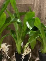 Grammatophyllum (Tiger Paw x scriptum ‘Citrinum) x scriptum ‘Citrinum’ (3.5” pot) - Image 6