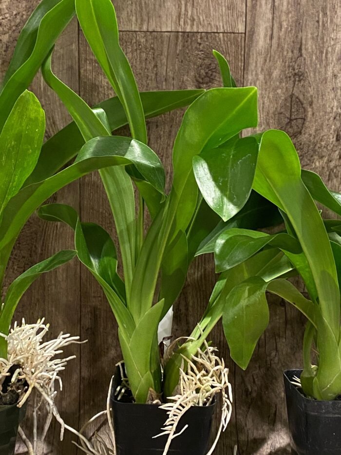 Grammatophyllum (Tiger Paw x scriptum ‘Citrinum) x scriptum ‘Citrinum’ (3.5” pot) - Image 6