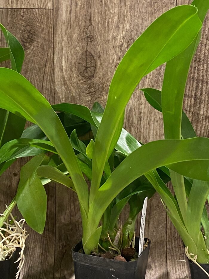 Grammatophyllum (Tiger Paw x scriptum ‘Citrinum) x scriptum ‘Citrinum’ (3.5” pot) - Image 7
