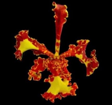 Psychopsis Mariposa ‘Special’ (3.5” pot)