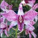 Dendrobium Fire Wings XL (3.5” Pot)