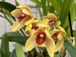 Grammatocymbidium Pakkret Carnival Blooming Size (4.5” Pot) - Image 3