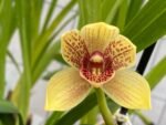 Grammatocymbidium Pakkret Carnival Blooming Size (4.5” Pot) - Image 2