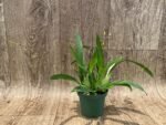 Fragrant Mini Oncidium Twinkle ‘Yellow Bird’ (3” Pot) - Image 3