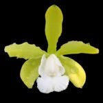 Cattleya aclandiae var. alba ‘JB’ x self (3.5” pot) - Image 2